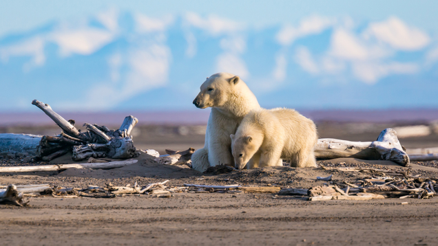 Illustration for article titled Heartbreaking Photos Of Polar Bears Who Will Die Before The Next ‘Metroid Prime’ If Nintendo Doesn’t Get Their Shit Together